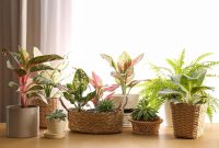 Popular Plants for Indoor Decorating in 2025 Popular Plants for Indoor Decorating in 2025