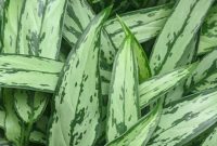 Best Indoor Plants for Small Spaces and Apartments Best Indoor Plants for Small Spaces and Apartments