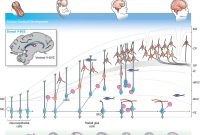 The Human Element Behind Every Android Purchase Decision The Human Element Behind Every Android Purchase Decision