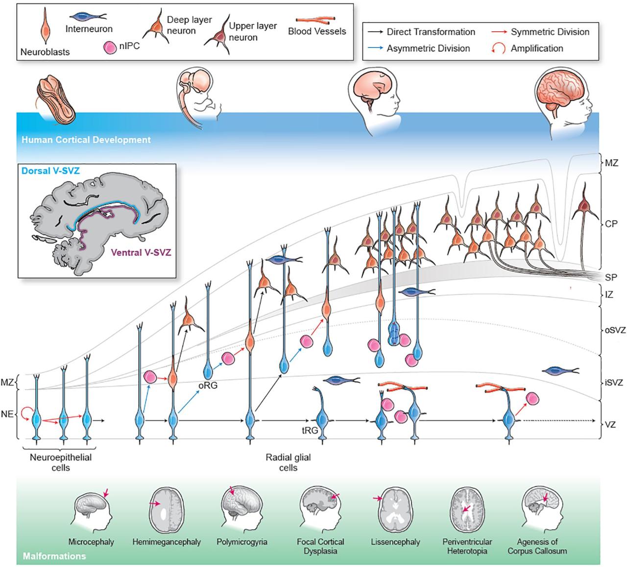 Frontiers | Cortical Malformations: Lessons in Human Brain Development The Human Element Behind Every Android Purchase Decision